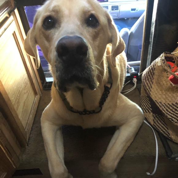 Meet your Posher, Karen - Picture 5 of 6